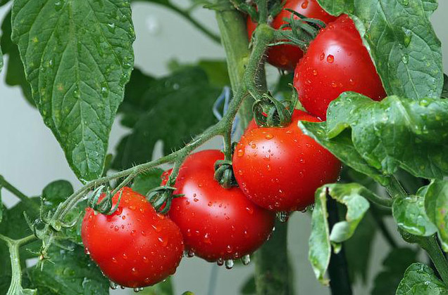 Crop